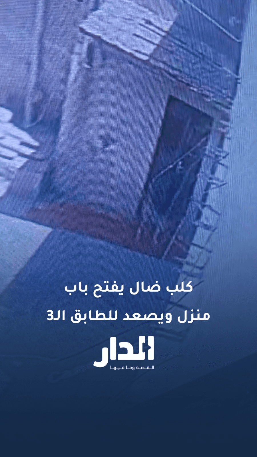 بالفيديو.. كلب يفتح باب منزل ويصعد إلى الطابق الثالث في إربد