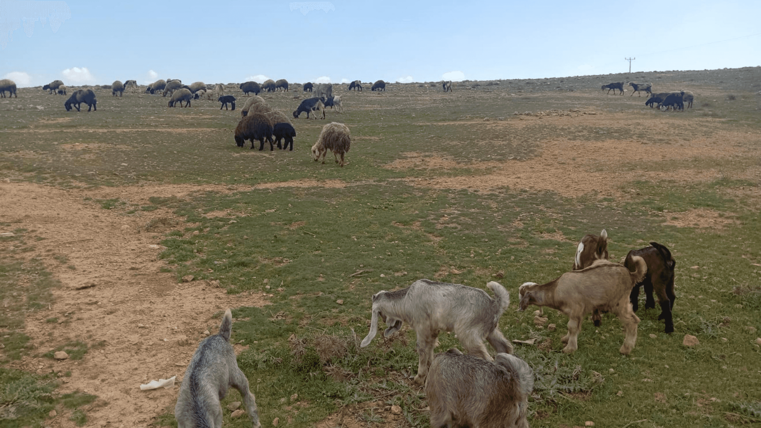 أطلق التحالف الوطني للأرض في الأردن، بالتعاون مع وزارة الزراعة والتحال