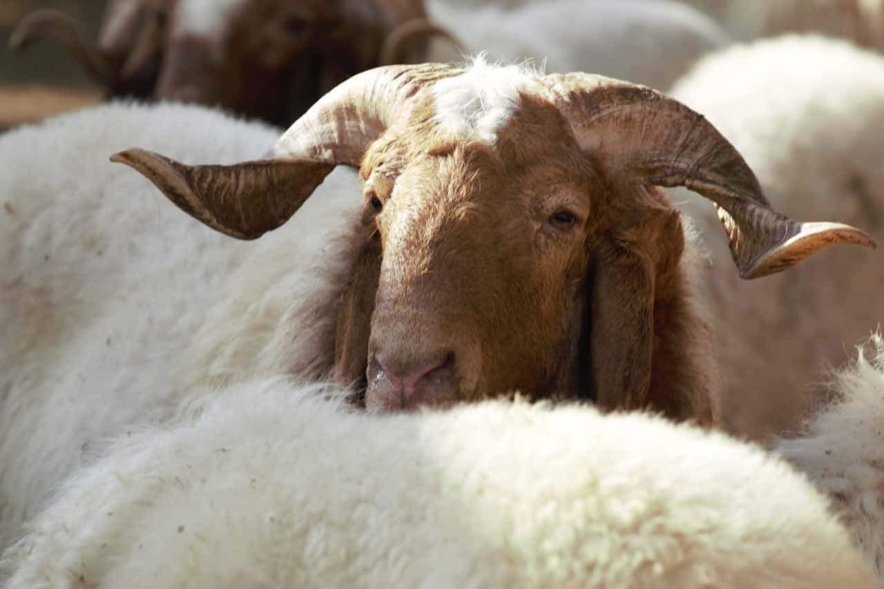 الدار - تقرير فادي الحمارنة - في ظل ظروف إقليمية معقدة وتقلبات مناخية