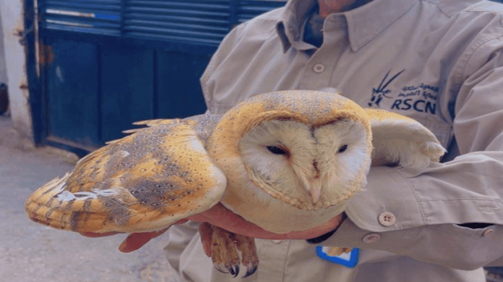 ضبطت دورية مشتركة من الإدارة الملكية لحماية البيئة والجمعية الملكية لح