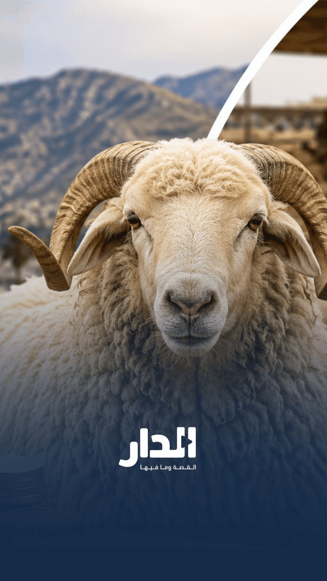 شو رأيك بتقسيط الأضحية؟
