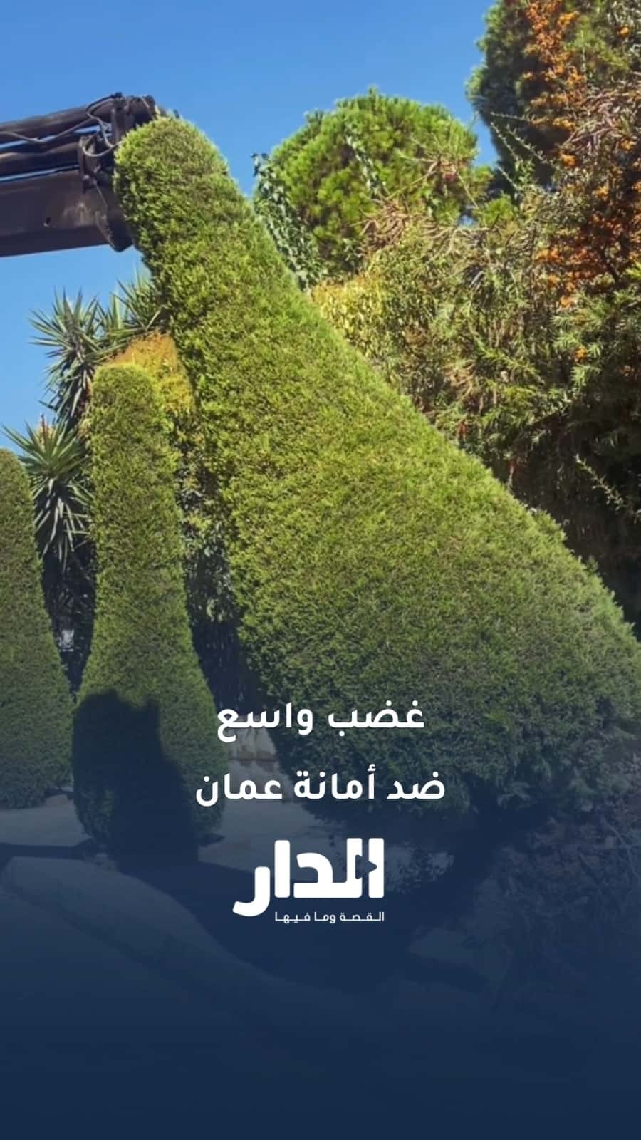 غضب واسع ضد أمانة عمان بعد اقتلاعها أشجار العاصمة