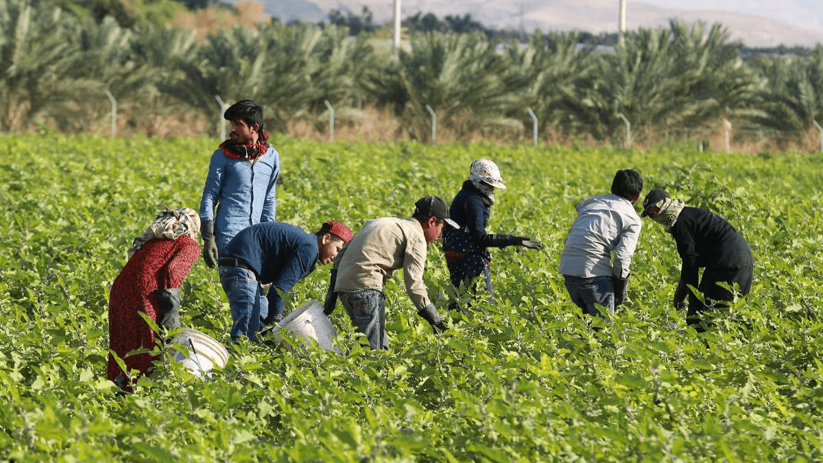 الدار - أكد الأمين العام لوزارة الزراعة، محمد الحياري، الخميس، أن الأر
