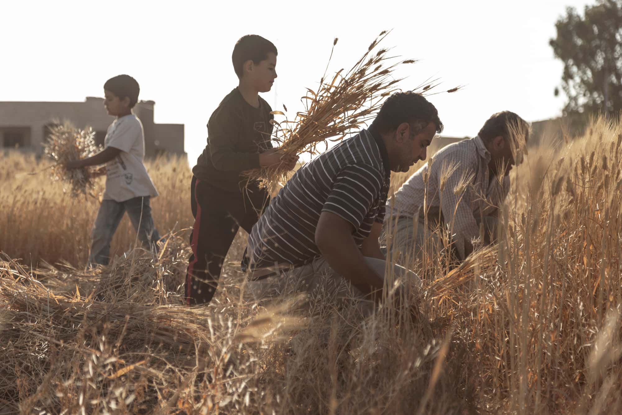 الدار -   طمأن وزير الزراعة، صائب خريسات، المواطنين بشأن استقرار القطا