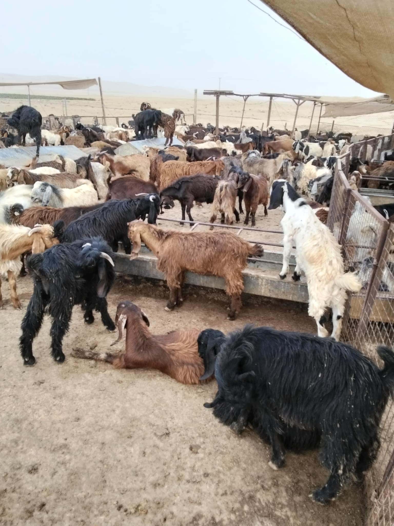 الكواليت لـ "الدار": انصح الأردنيين بشراء اللحوم السورية لأنها تشبه ال