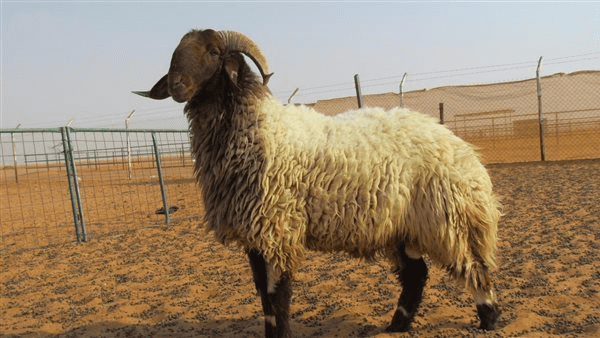 خروف ينهي حياته في أول أيام العيد