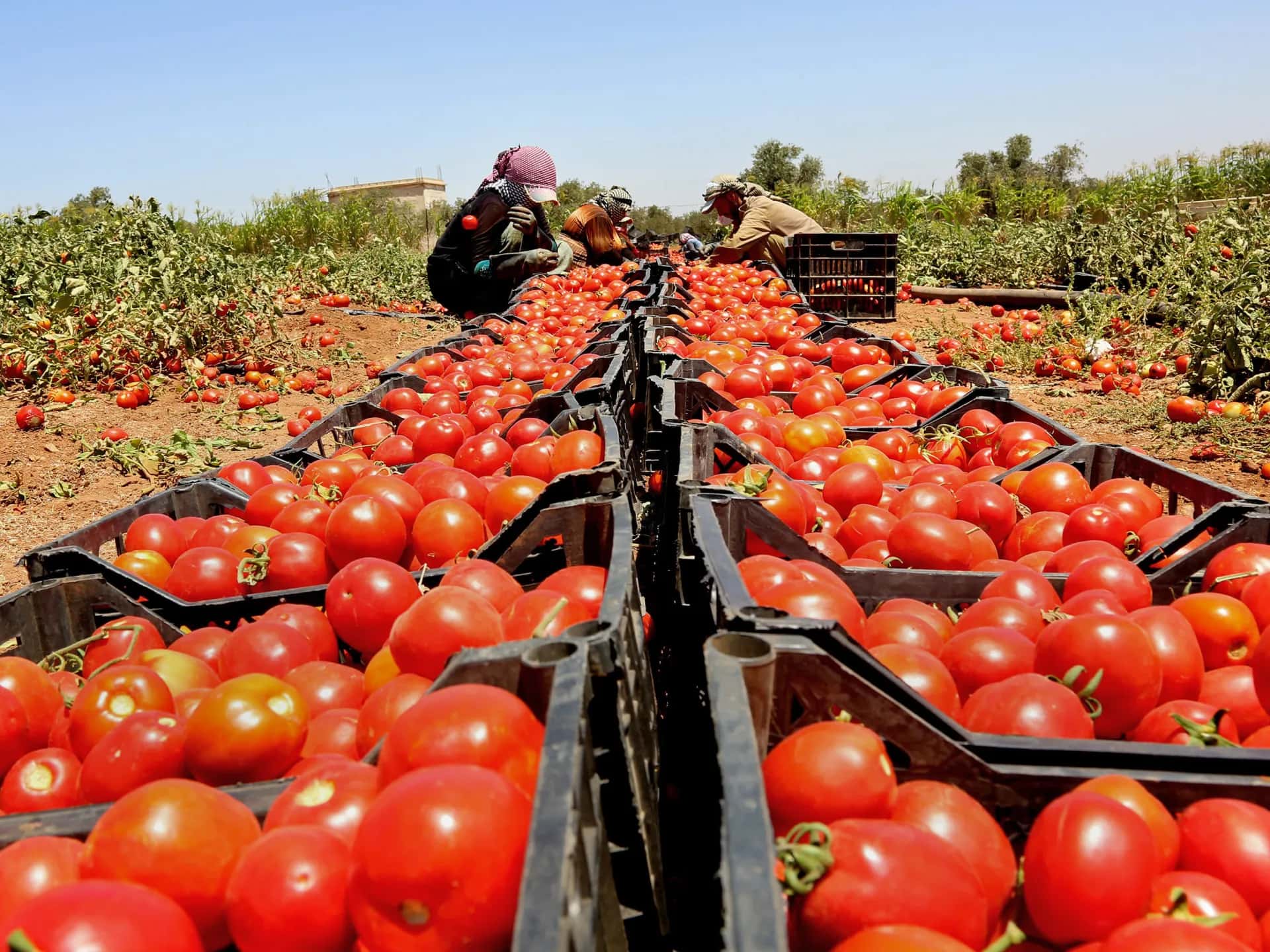 بلغت كميات الخضار الواردة إلى سوق الجملة المركزي التابع لأمانة عمان ال