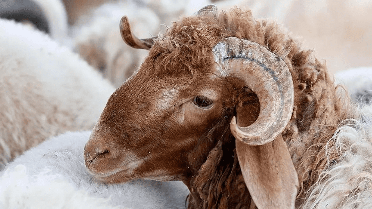 قال رئيس جمعية مربي المواشي زعل الكواليت إن سعر كيلو الخاروف البلدي ال