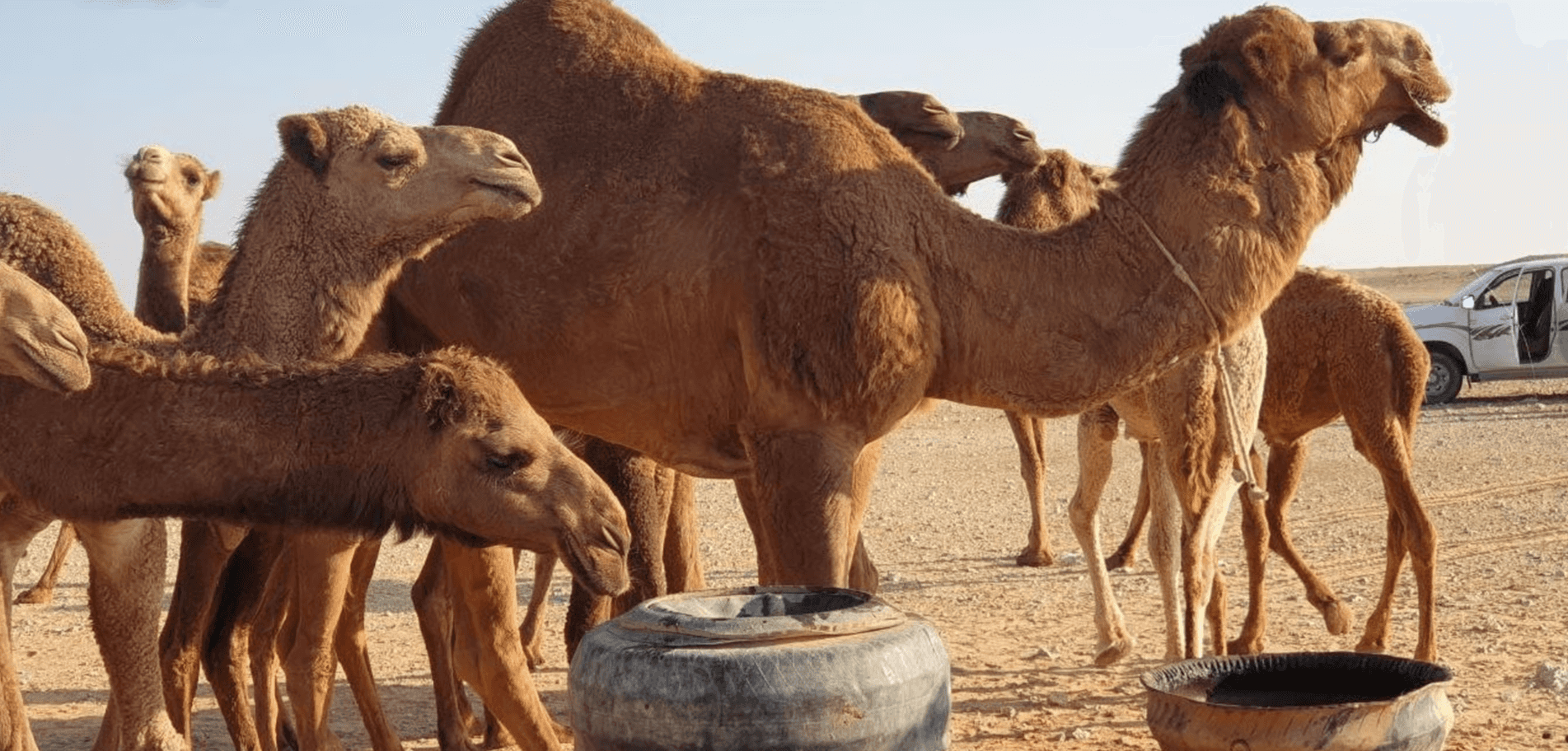 الدار -  منحت سلطة منطقة العقبة الاقتصادية الخاصة أصحاب الإبل السائبة