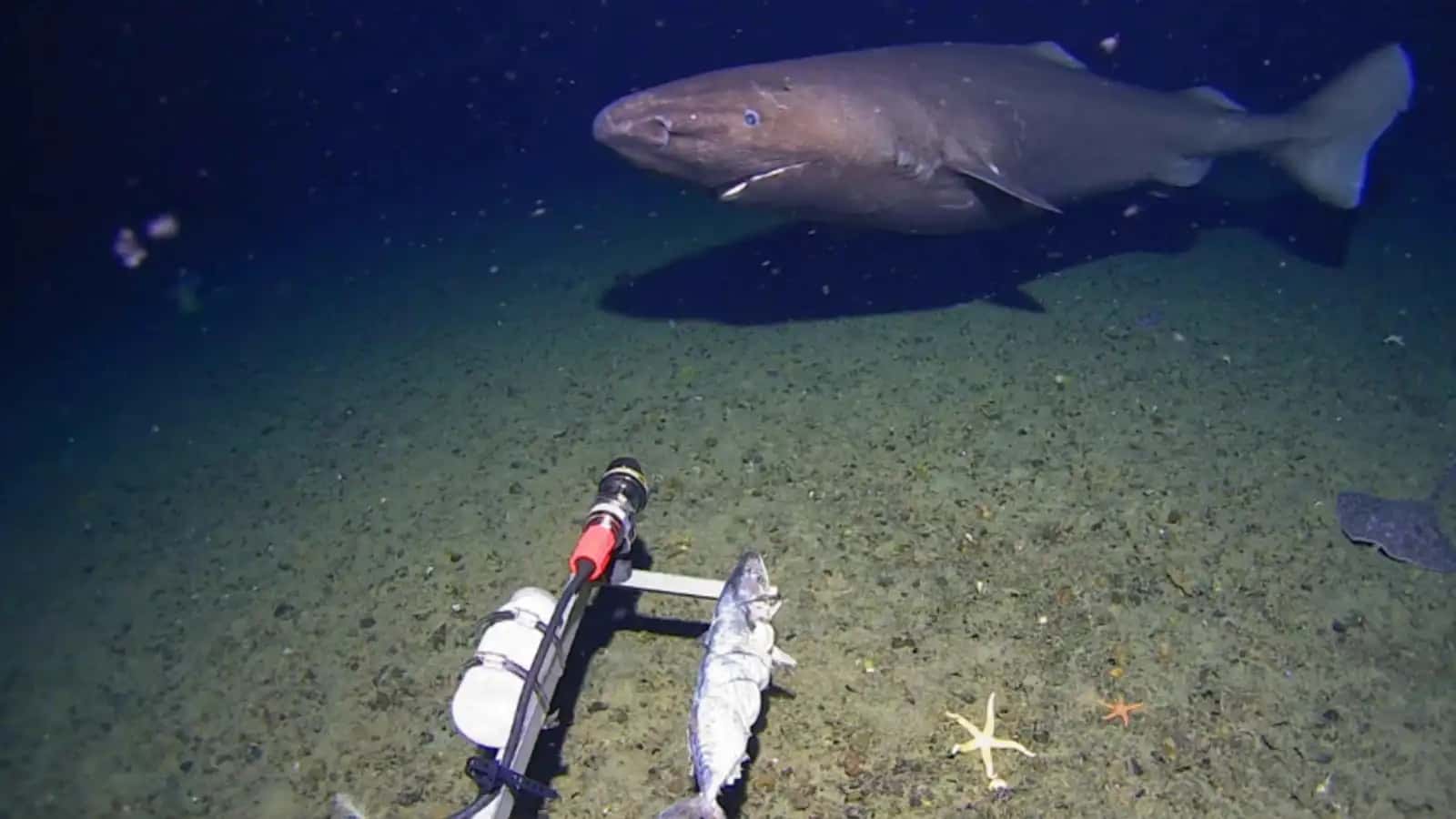 في اكتشاف علمي لافت، وثّق باحثون من مركز Minderoo-UWA لأبحاث أعماق الب