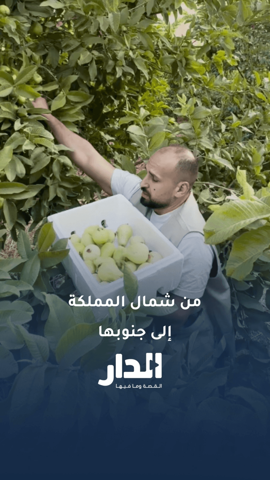 دكتور أردني يوثق خيرات المملكة.. ومقاطعُه تفتح أبواب الرزق
