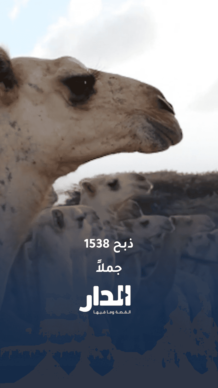 1538 جملاً على موعد مع الذبح في الصومال