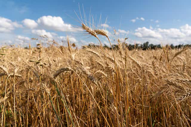 الدار -  أعلنت الهيئة العامة للأمن الغذائي في المملكة العربية السعودية