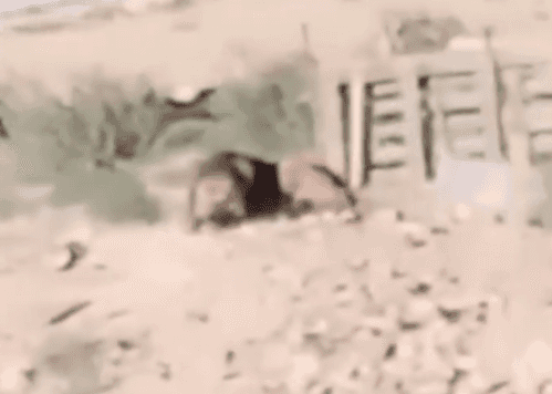 الدار -  رصد أحد المواطنين، اليوم الأحد، في منطقة أذرع بمحافظة الكرك،