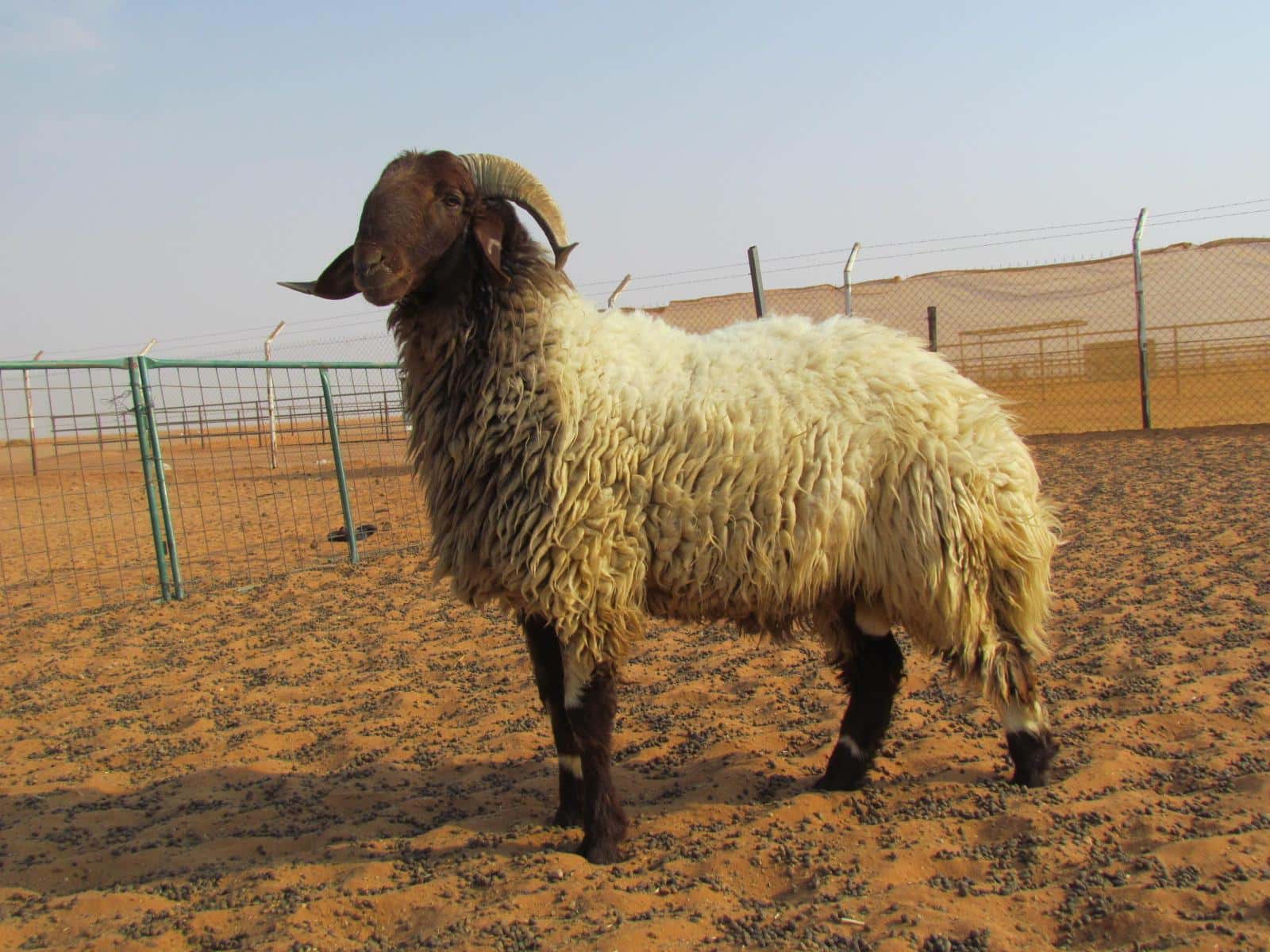 الدار - هاشم المناصير - أكد رئيس جمعية مربي المواشي واللحوم زعل الكوال