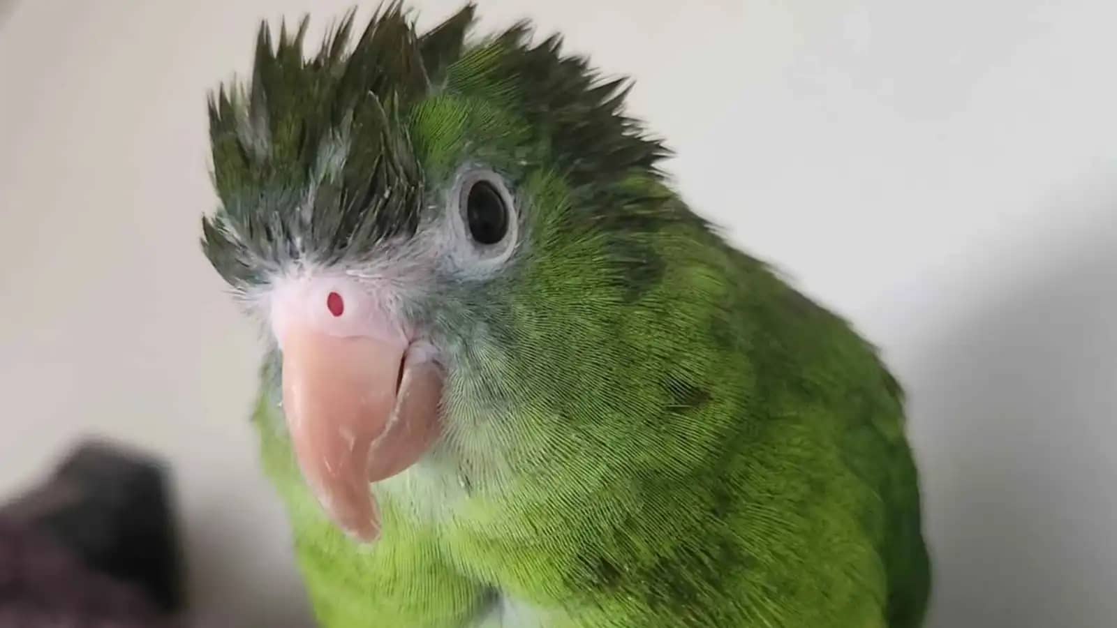 ببغاء "برمائي" يغزو الإنترنت.. غاص في المحيط وقفز بالمظلات وصنع لنفسه تاريخاً من المغامرات