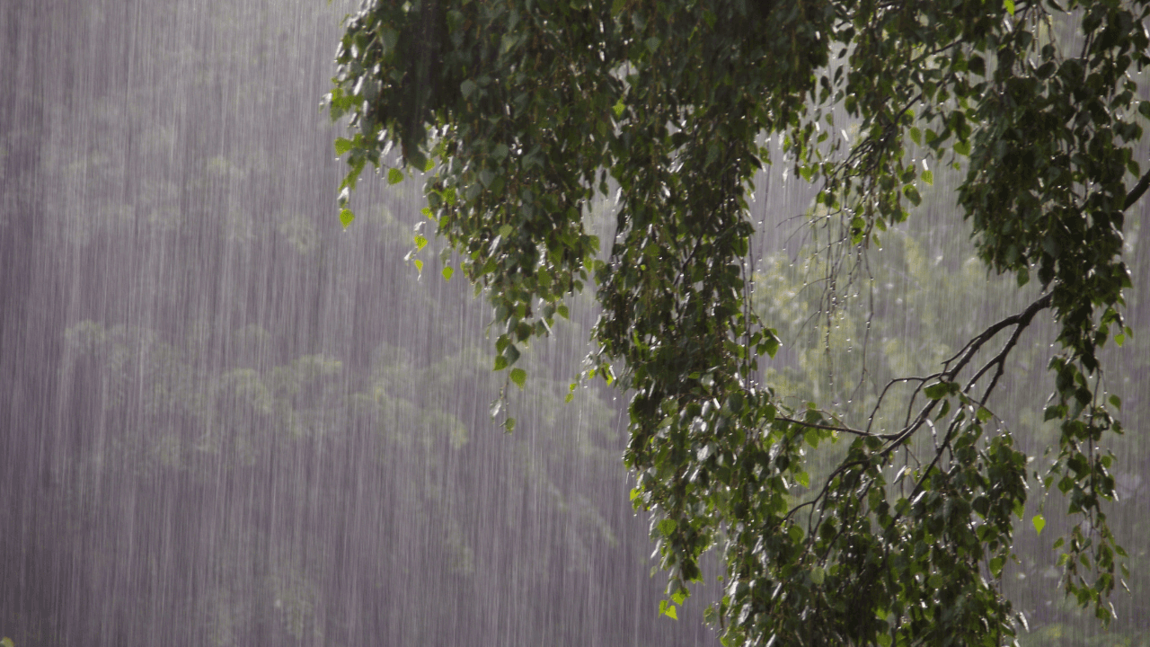 الأرصاد الجوية: أجواء باردة الخميس مع استمرار تساقط الأمطار