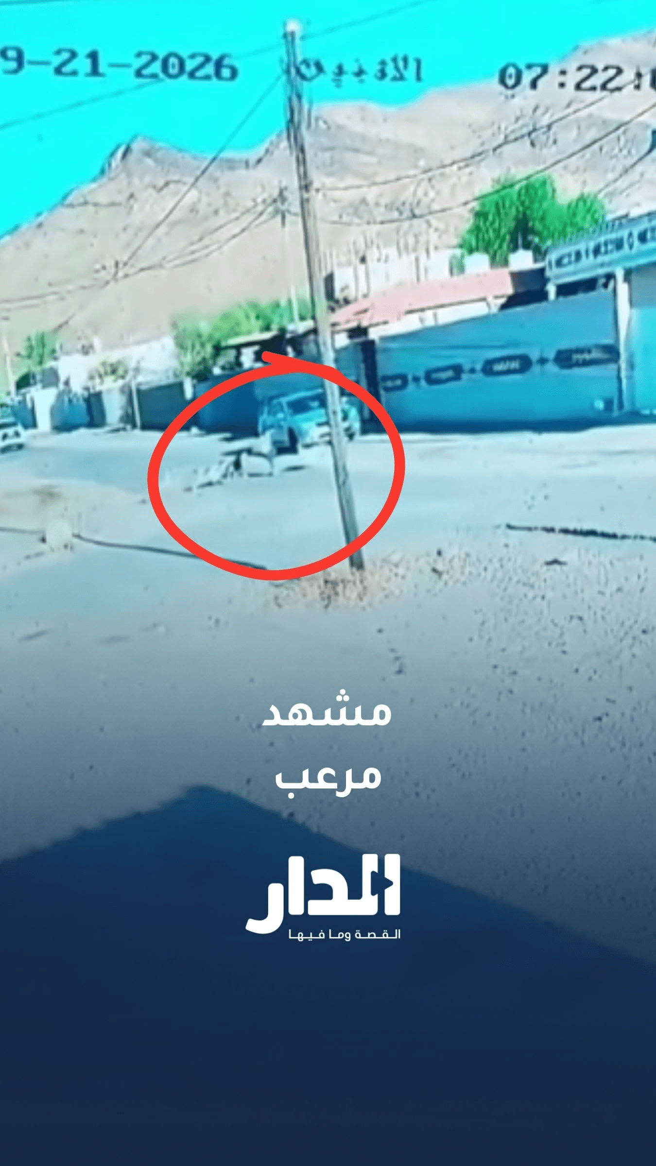 كلاب ضالة تهاجم مدرسة في منطقة القويرة
