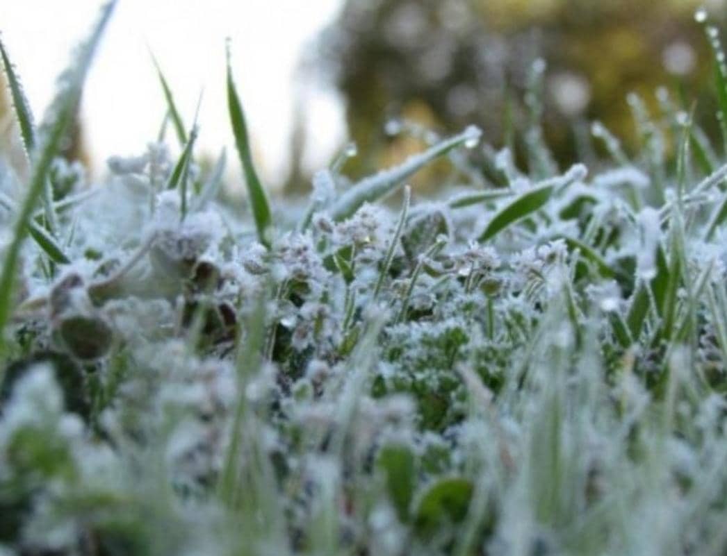 سلطة وادي الأردن تدعو المزارعين للتنسيق مع مدراء التشغيل لمواجهة مخاطر الصقيع