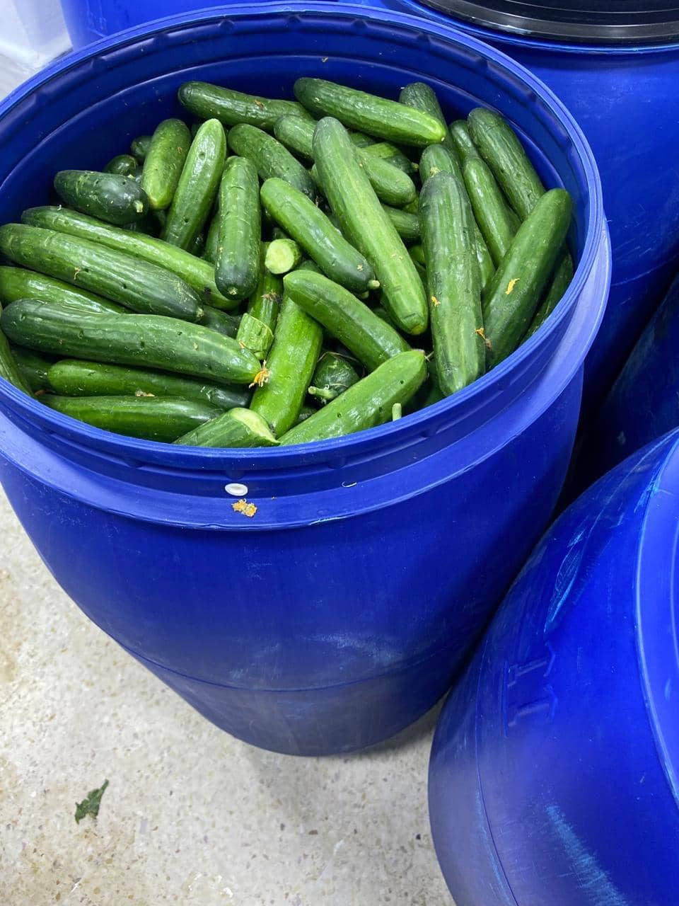 الغذاء والدواء: حجز 70 طنا من المخللات من معمل غير مرخص في الزرقاء تمهيدا لإتلافها