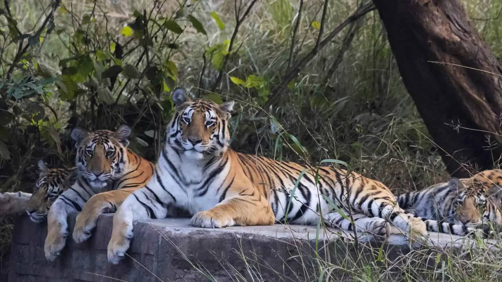 نفوق 72 نمرا بسبب "فيروس قاتل" في تايلاند