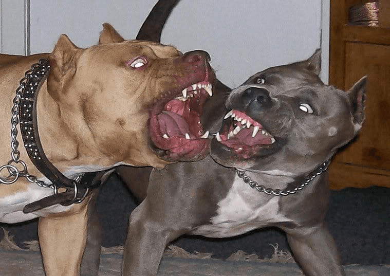 فاجعة طنجة تُعيد "الكلاب الشرسة" إلى الواجهة.. ومطالب بفرض "رخصة إجبارية" للتربية