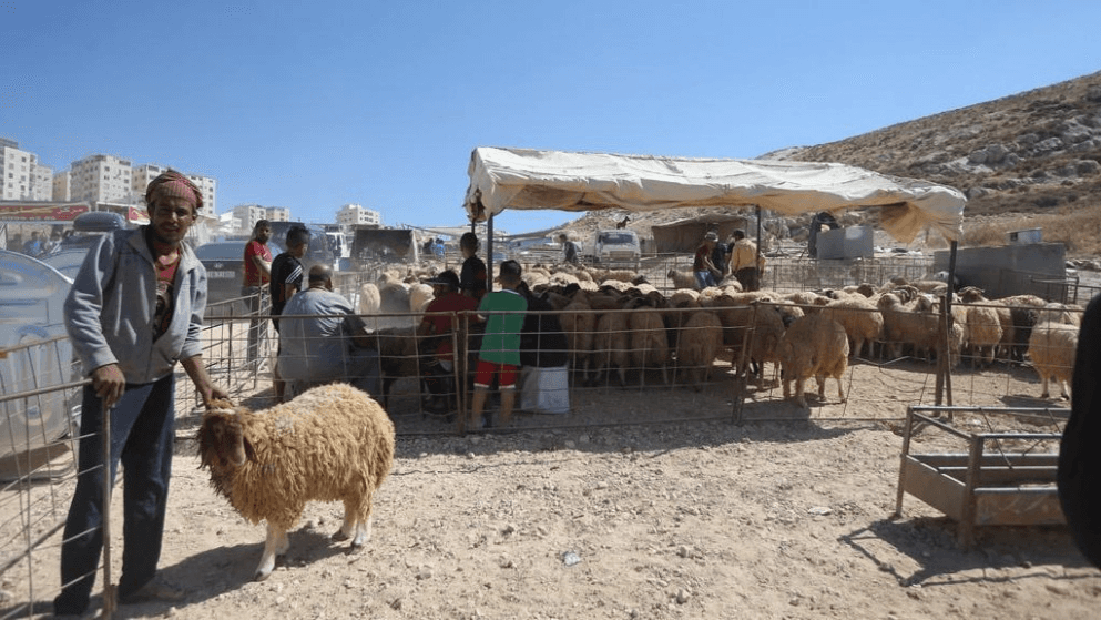 أمانة عمّان: إجراءات قانونية بحق المخالفين وتحذير من البيع العشوائي للأضاحي