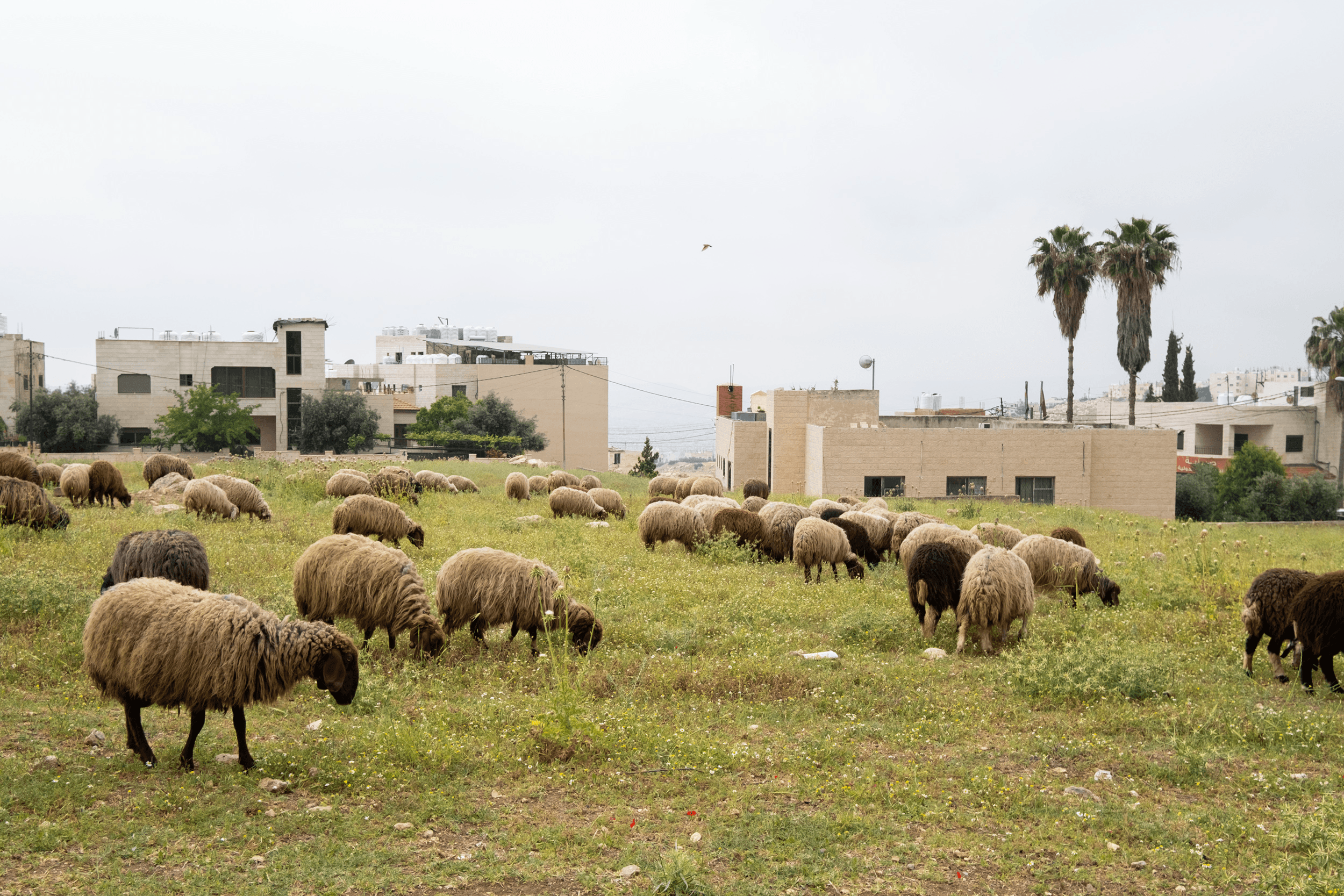 خاطرة كيبوردية