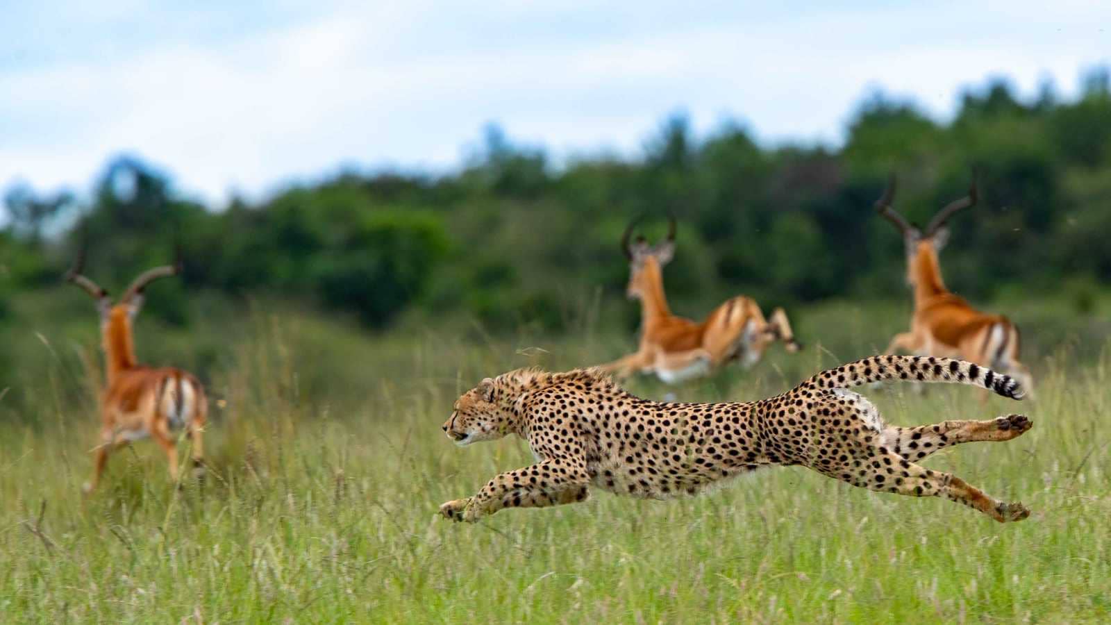 أسرع حيوانات البرية.. لماذا تصارع الفهود من أجل البقاء؟