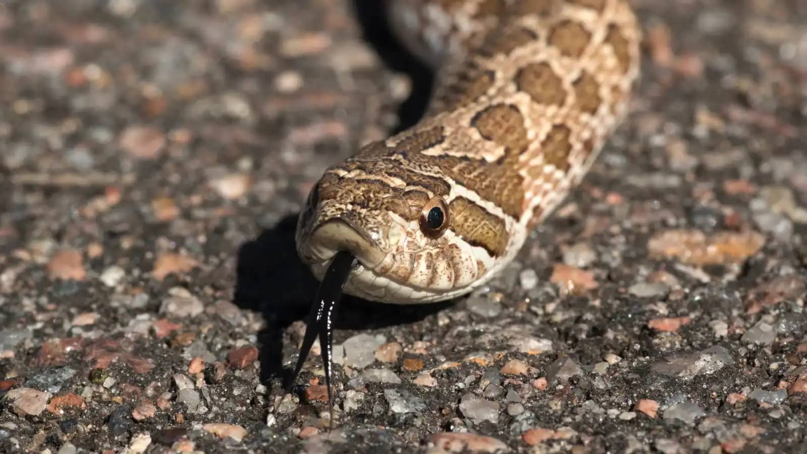 كيف تخدع ثعابين "الأنف الخنزيري" أعداءها بالموت؟