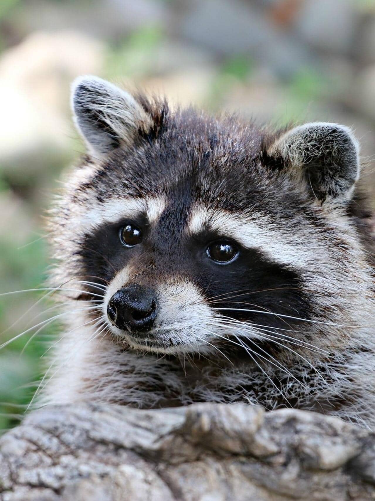 "راكب غير متوقع".. العثور على راكون داخل حاوية شحن أمريكية