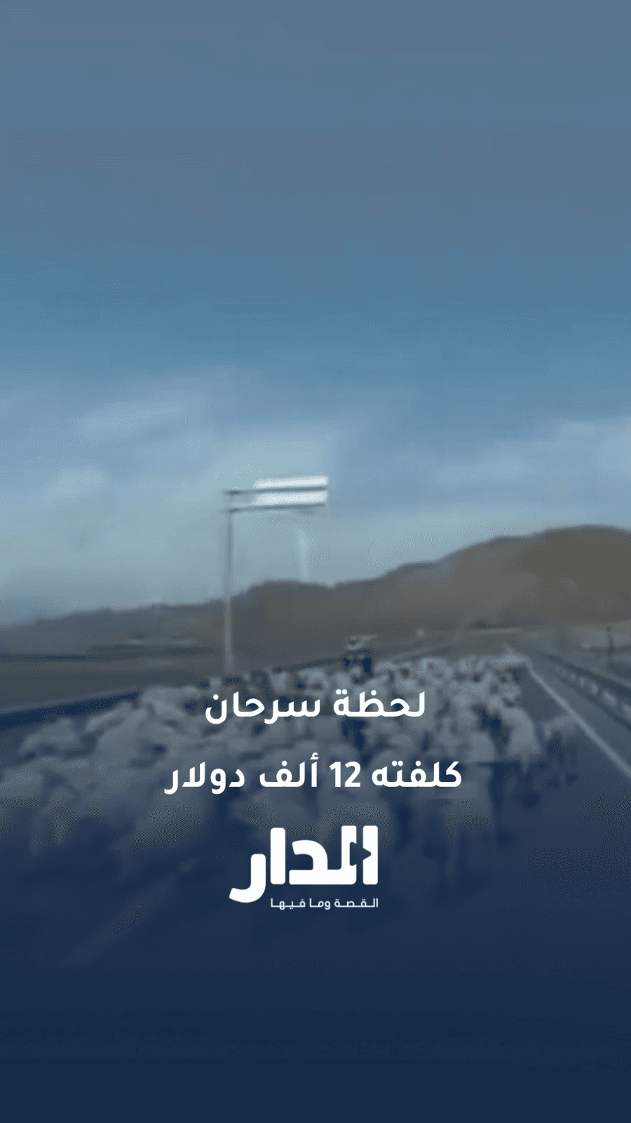 لحظة سرحان كلفته 12 ألف دولار مقتل وإصابة 53 خروفًا بعد فقدان السائق تركيزه