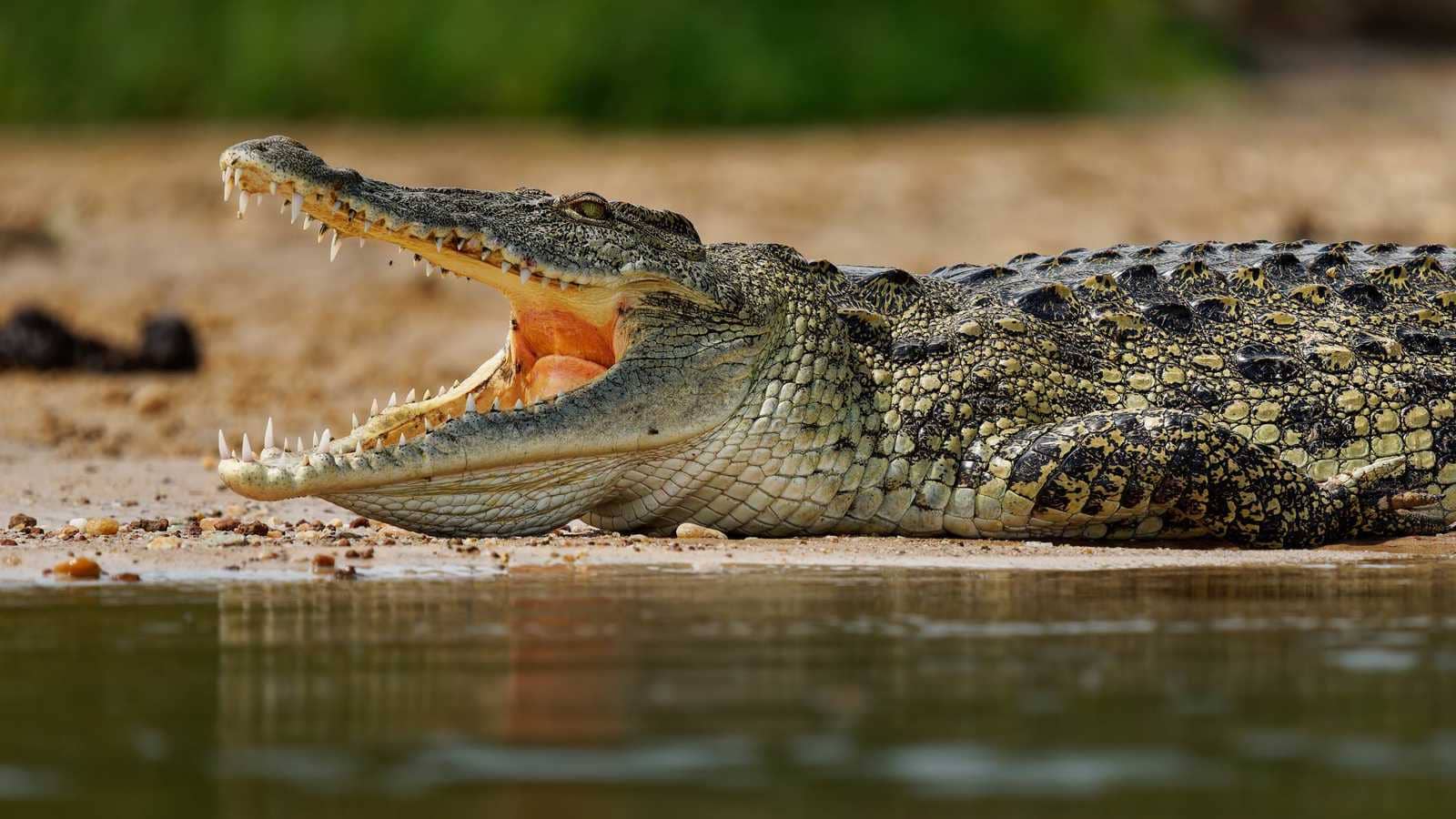 هجوم تمساح يُنهي حياة تلميذ أمام أصدقائه