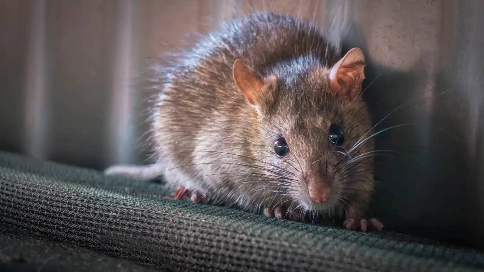 فئران تتجول في مستشفى بالهند تثير هلع المرضى