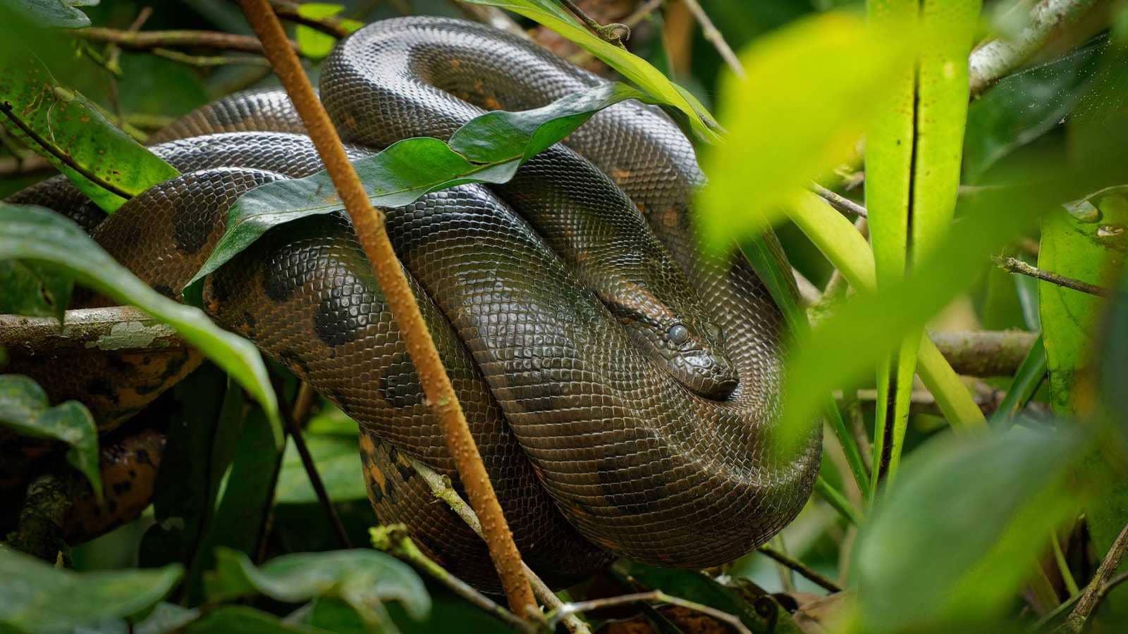 حفريات تكشف ثبات حجم "الأناكوندا" منذ 12 مليون سنة