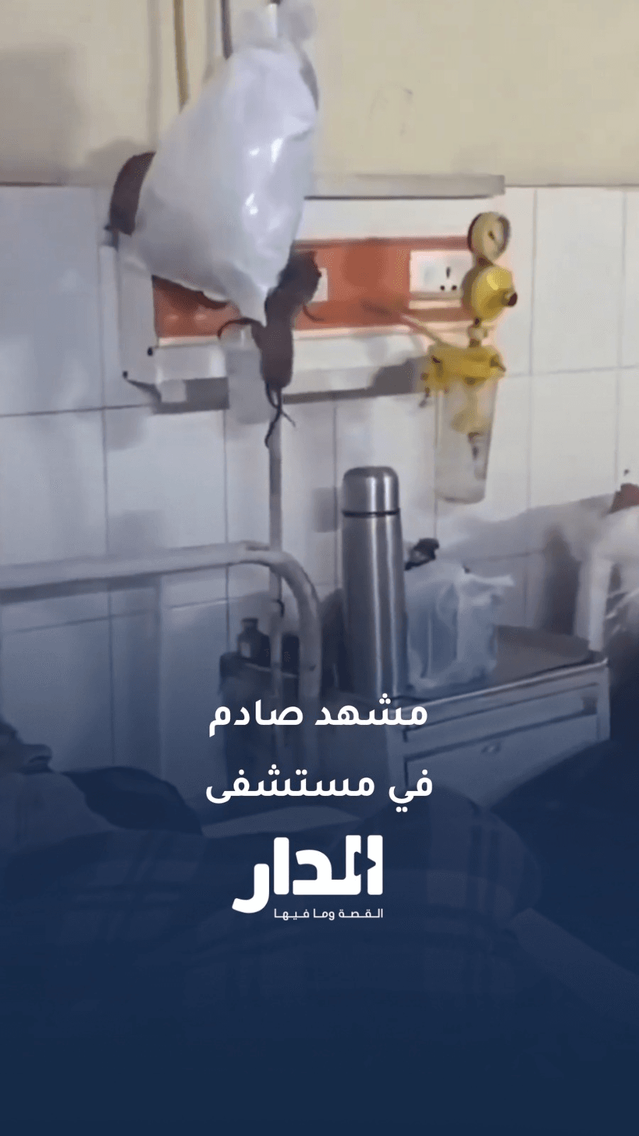 فئران تتجول فوق أسرّة المرضى داخل مستشفى هندي