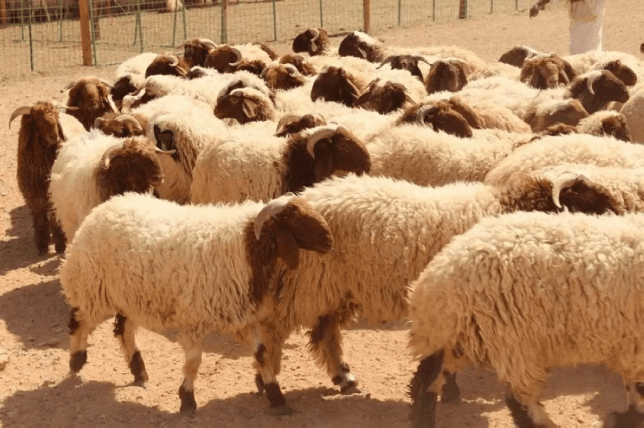 شو رأيك بتقسيط الأضحية؟