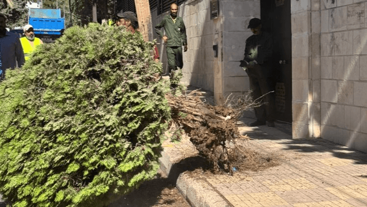 أمانة عمّان: نواصل إزالة الأشجار المخالفة عن الأرصفة