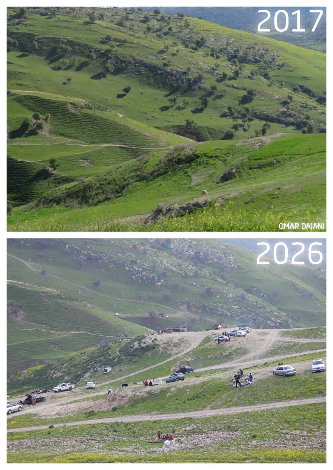 مصور يحذر من مخاطر دوس المركبات للأعشاب في منطقة "أم النمل"