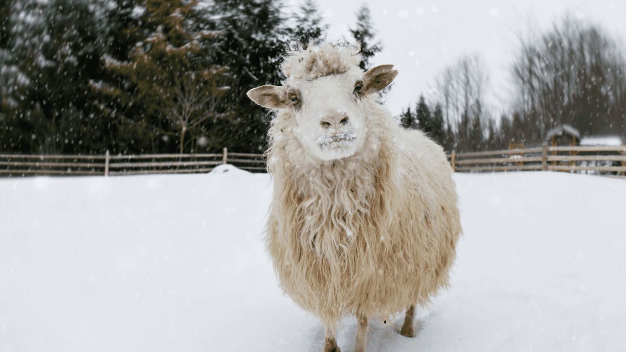 دليل المزارع ومربي المواشي للتعامل مع المنخفض الجوي.. تعليمات وزارة الزراعة