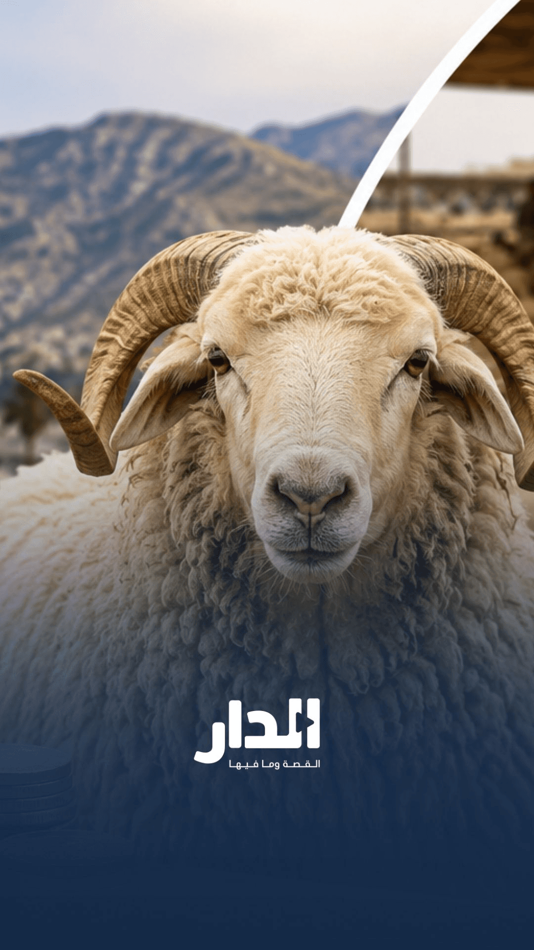 شو رأيك بتقسيط الأضحية؟