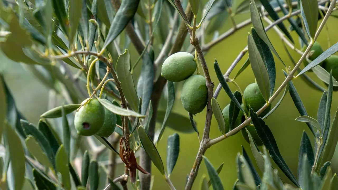 "مالك معصرة" يكشف أفضل أنواع الزيتون لإنتاج زيت في الأردن
