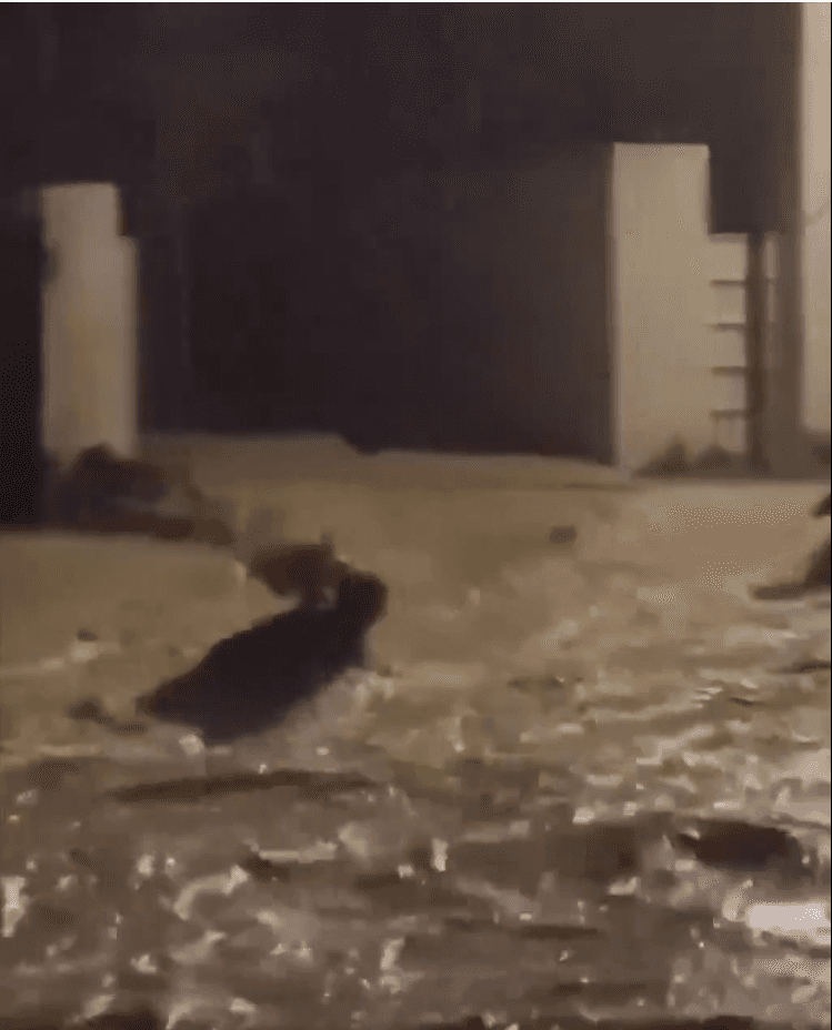 فيضانات تونس تودي بحياة 3 أشخاص