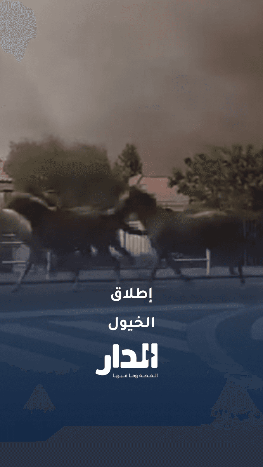 هربًا من الحريق.. إطلاق خيول مركز فروسية للنجاة