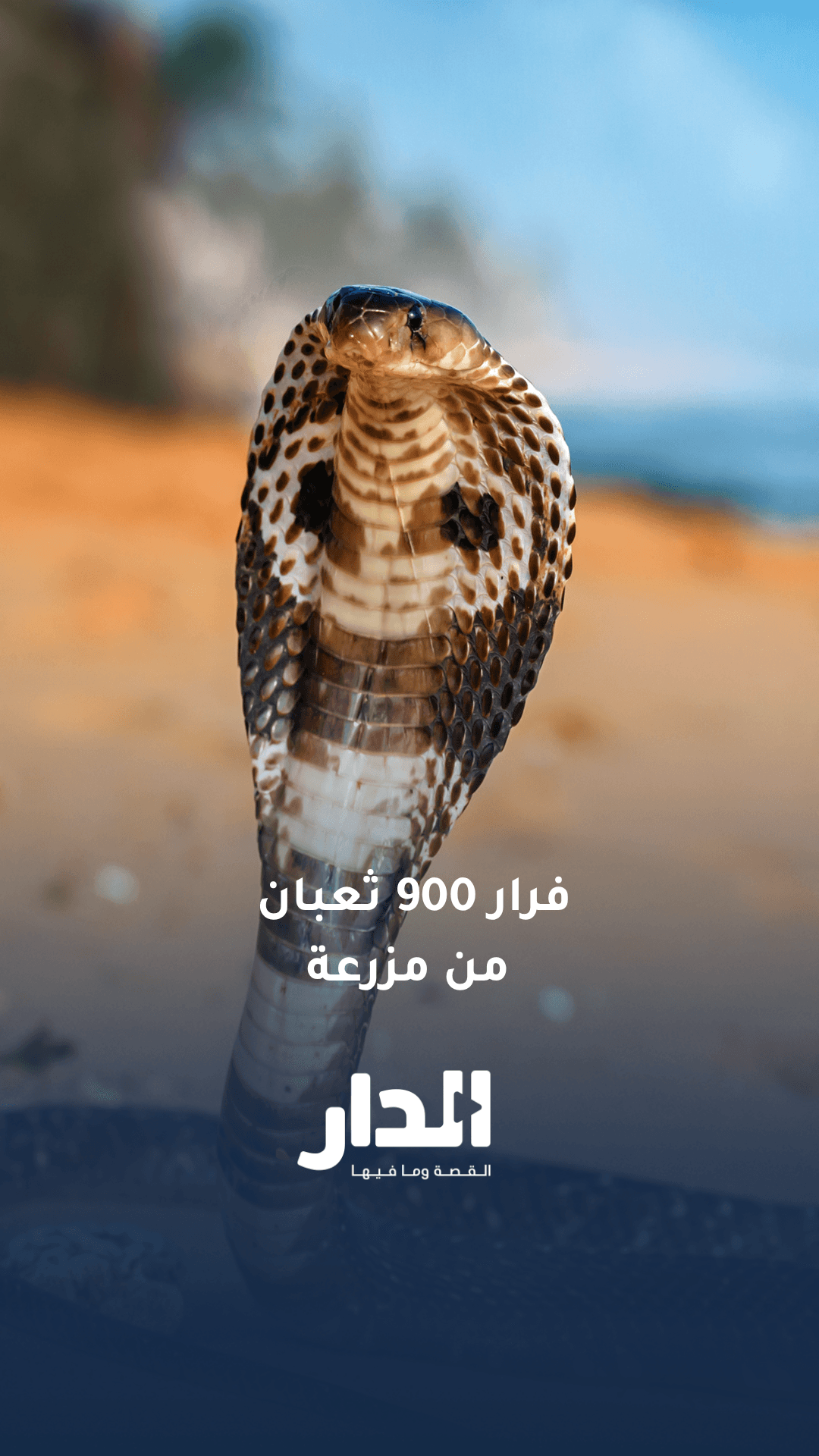 انهيار سد في الصين يتسبب في فرار 900 ثعبان من مزرعة بينها أفاعٍ سامة