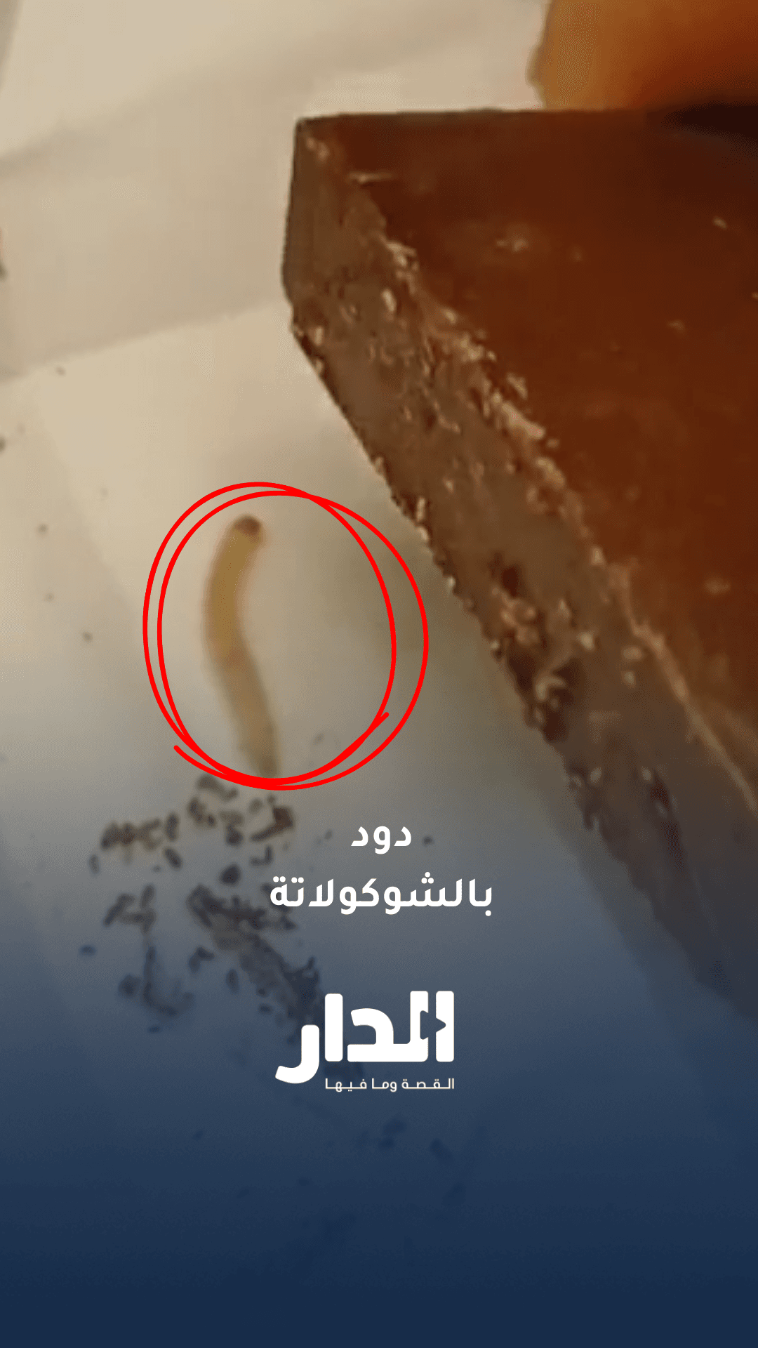 فتاة تتفاجأ بوجود "دود" داخل حبة شوكولاتة
