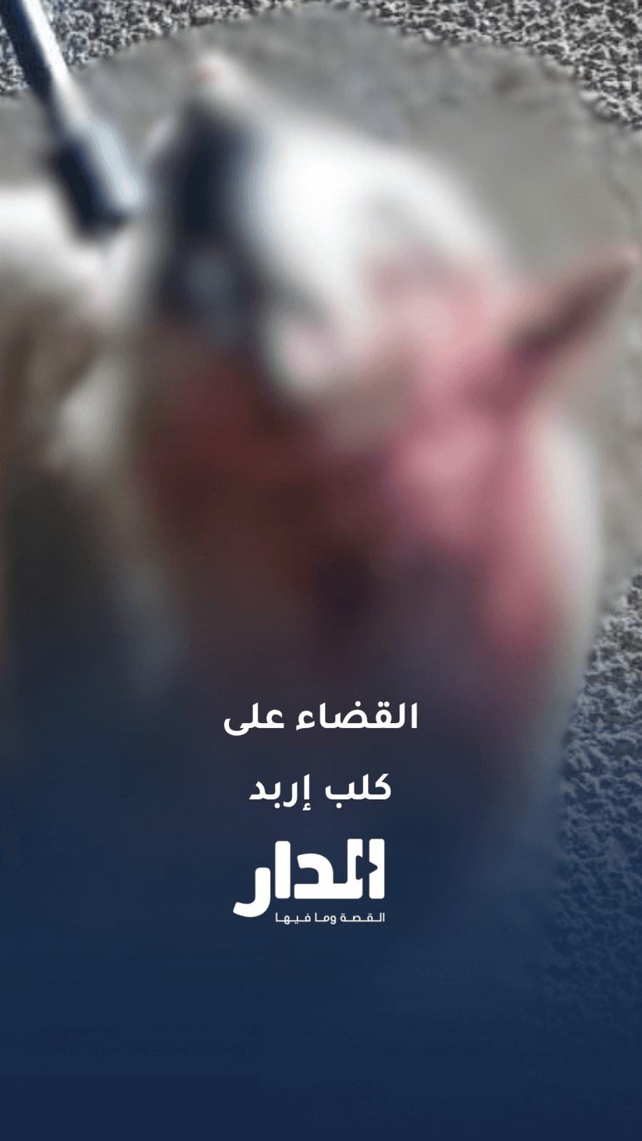 رئيس لجنة بلدية دير أبي سعيد مازن الغوانمة: اصطدنا الكلب الضال في إربد وقضينا عليه