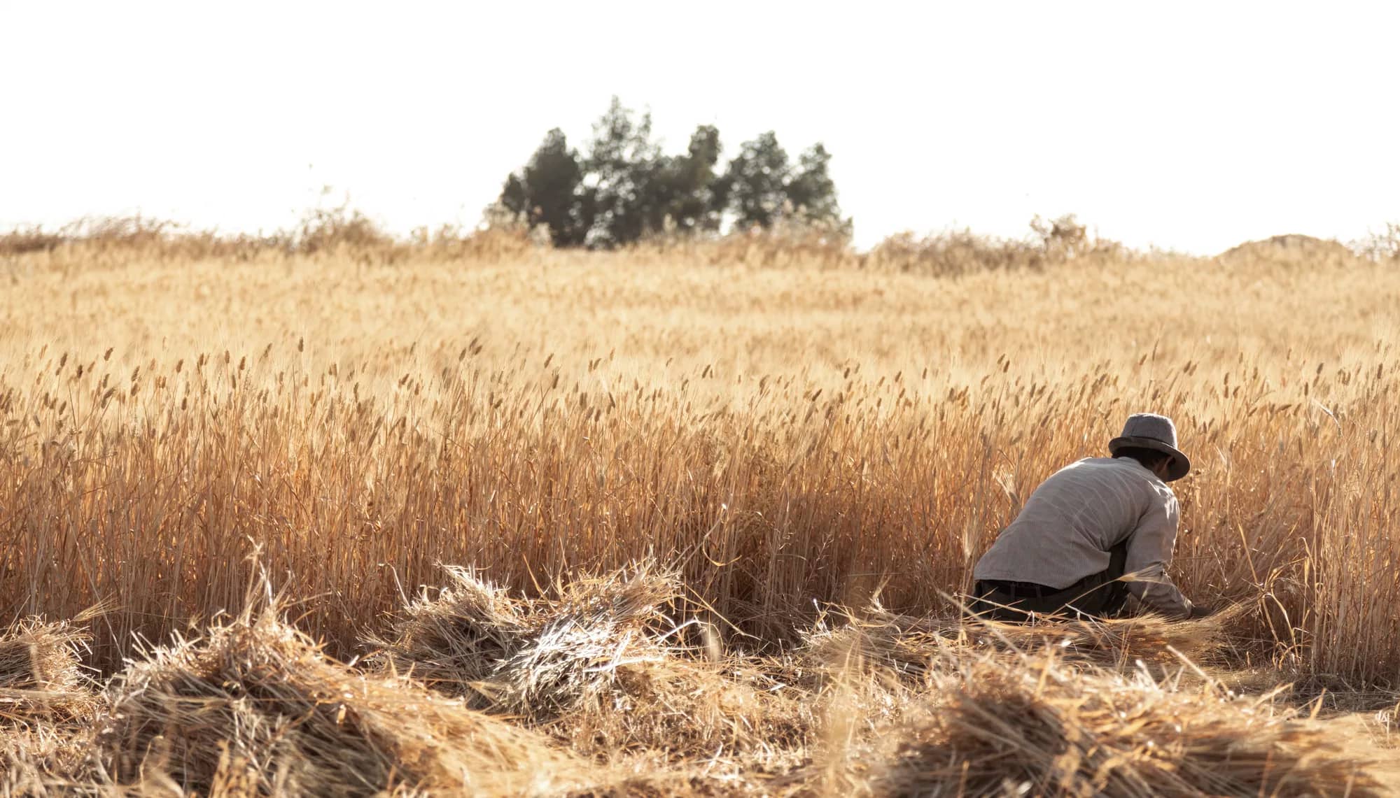 الأمن الغذائي الأردني في "عين العاصفة".. استراتيجيات الصمود وسط التصعيد الإقليمي