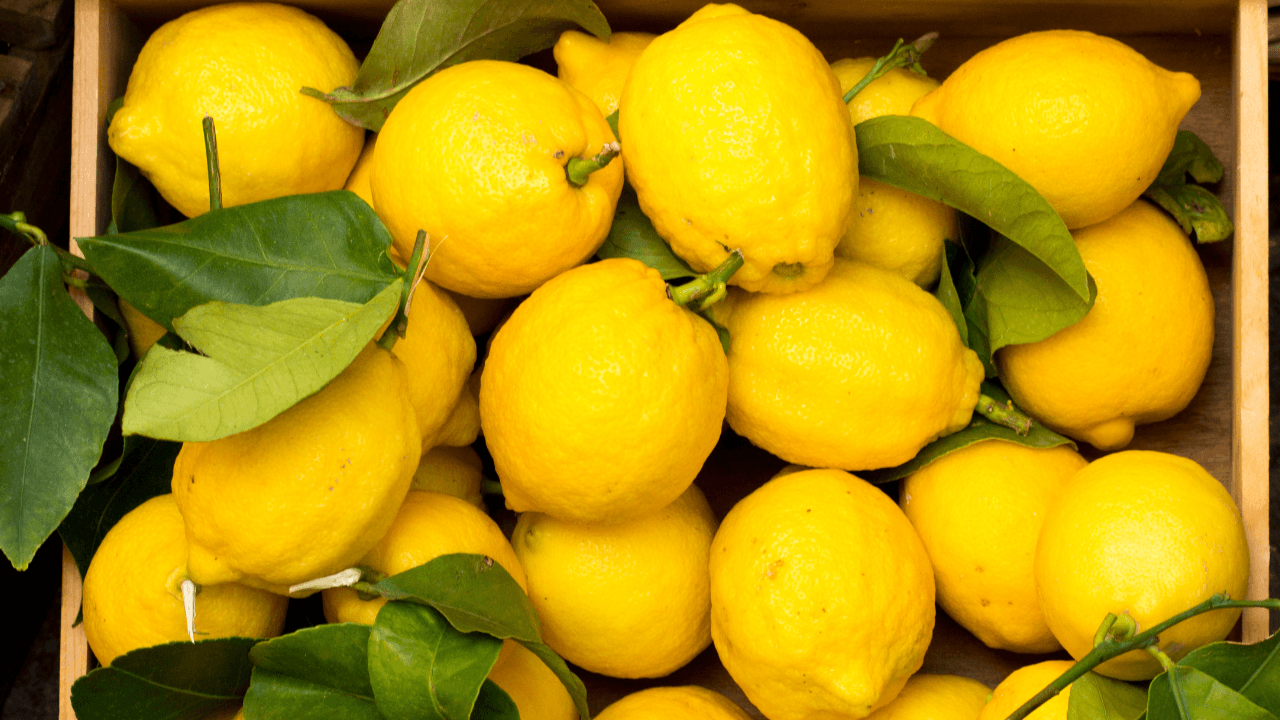 سعر الليمون يصل إلى دينار للكيلوغرام في الأردن الأربعاء