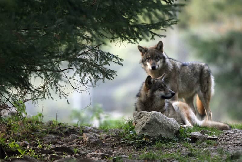 من الأعداء إلى الحماة.. كيف تقلل الذئاب من حوادث السيارات؟